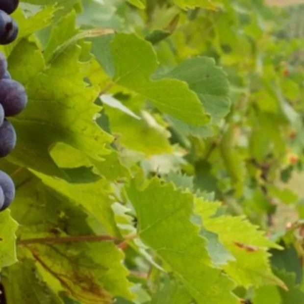 Vino di Minorca: le Cantine e i Vini Tipici dell'Isola