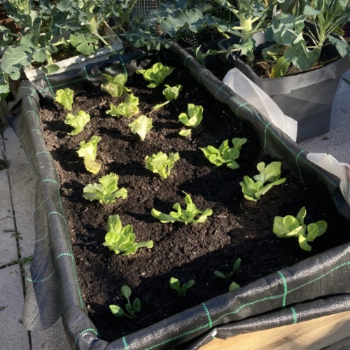 Affittare un orto per coltivare la propria verdura a Minorca