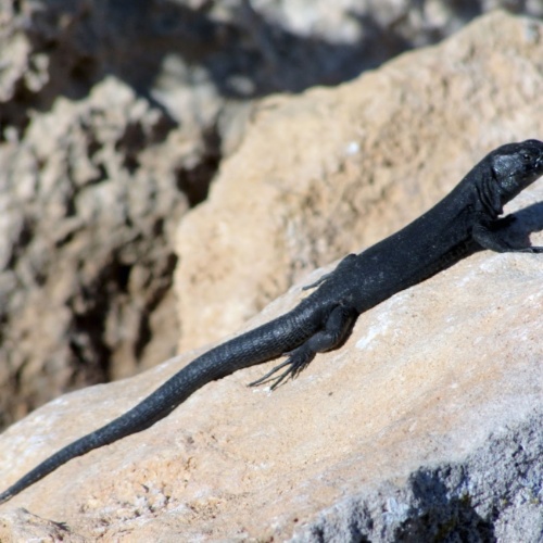 Sargantana negra, un lagarto único en el mundo